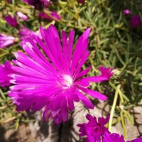 マツバギクの画像