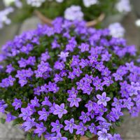 ベルフラワー,かわいい,花のある暮らし,春の訪れ,ありがとう♡の画像