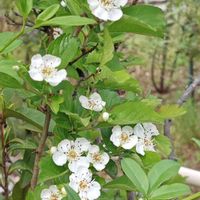 サンザシ,花のある暮らし,植中毒,花自慢,春のお花の画像