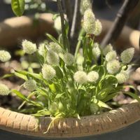 ラグラスの画像