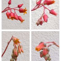 白牡丹,白牡丹,白牡丹,白牡丹,白牡丹の画像