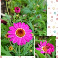 ボンザマーガレット,ボンザマーガレット　コスモスピンク,北海道,キュンキュン乙女倶楽部,今日も笑顔で♡の画像