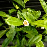 ガジュマル,パクチー,シークヮーサー,ベランダ南国化計画,種からシリーズの画像