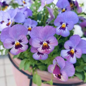 かわいい♡,ありがとう♪,元気に育ちますように,白い花♡,癒されます♥の画像