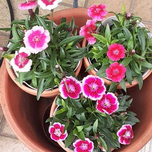 ナデシコ,鉢植え,玄関アプローチの画像