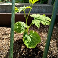 ゴーヤ,お庭,とにかくGS 楽しもう！,家庭菜園の画像