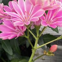 レウィシアの画像