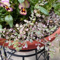 セリ,セリフラミンゴ,玄関アプローチの画像