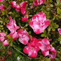 アザレア,アザレアカメレオン,小さな庭の画像