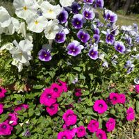 ペチュニア,パンジー,ビオラ,花壇,ガーデニングの画像