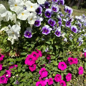 ペチュニア,パンジー,ビオラ,花壇,ガーデニングの画像