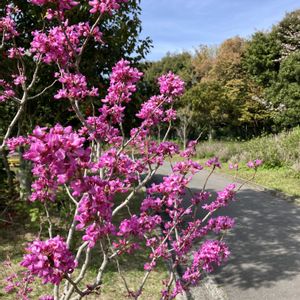 チェリーセージ,ナニワイバラ,ハナズオウ,バラ,サハラ '98の画像