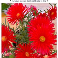 カリブラコア,マツバギク,アブチロン (チロリアンランプ),チェリーセージ ホットリップス,ペチュニア　ビューティカルの画像