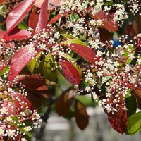 スパラキシス,ハナミズキ,レッドロビン,ベニバナトチノキ,手乗りハス　暁天の画像