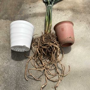 ストレリチア,ストレリチア,ストレリチア・レギネ,ストレリチア・レギネ,鉢植えの画像