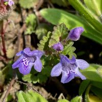 クンシラン,クンシラン,チューリップ,チューリップ,カキドオシの画像