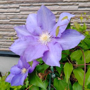 クレマチス,クレマチス H.F.ヤング,クレマチス ザ・プレジデント,クレマチス・ジリアンブレイズ,クレマチス  ザ・プレジデントの画像