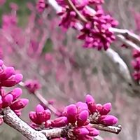 ハナズオウ,ハナズオウ,レンギョウ,青空の下,今日のお花の画像