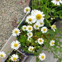 ジャーマンカモミールの画像