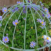 フランネルフラワー,ブルーデージー,亜麻,スーパーアリッサム,ギリアの画像