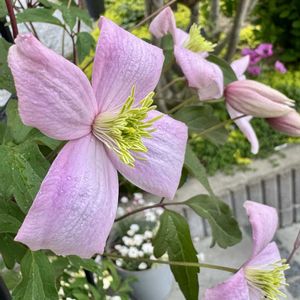 クレマチス,クレマチス モンタナ,今日の１枚,花のあるくらし,ふふの家の画像