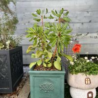 プロテア,ガーデニング,オージープランツ,今日の一枚,植物のある暮らしの画像