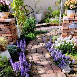 リーフ好き☘.۰•゜,地植え,かわいいな♡,成長が楽しみ,お花好きの画像