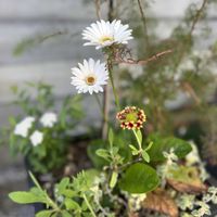 ガイラルディア,ガーベラ ガルビネア,寄せ植え,ガーデニング,今日の一枚の画像