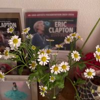 マトリカリアの画像