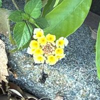 ランタナの画像