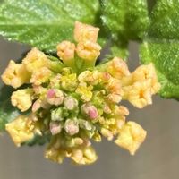 ランタナ,ランタナ七変化,可愛い(^^),ピンクの花,花のある暮らしの画像