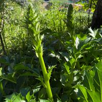 アカンサスの画像