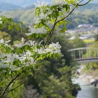 アオダモ,アオダモ,テンナンショウ,テンナンショウ,何かの木の画像