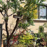 カレックス,グレビレア,ビカクシダ,アガベ,ライスフラワーの画像