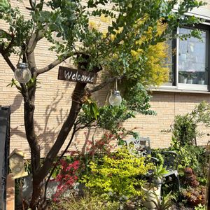 カレックス,グレビレア,ビカクシダ,アガベ,ライスフラワーの画像