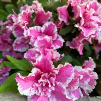 アザレア,アザレア・ニコレットケーセン,可愛い,花のある暮らし,小さな庭の画像