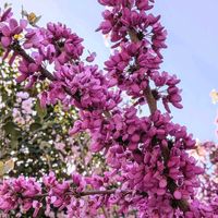 アネモネ,ハナズオウ,八重桜,ハナカイドウ,可愛いの画像