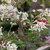 ジューンベリー,地植え,可愛い〜♡,花のある暮らし,白いお花の画像