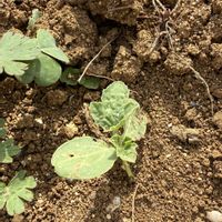 スイカ,ほったらかし,沖縄,4月,家庭菜園の画像