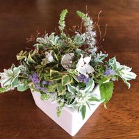 アゲラタム,ミント,ハツユキソウ,われもこうの画像