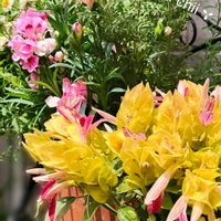 ダイアンサス,花かんざし,レースラベンダー,コエビソウ（ペロペロネ）,ミニカーネーションの画像