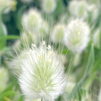 アジサイ,カーネーション,ガザニア,ツツジ,ラグラスの画像