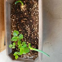 三つ葉,ネギ,北海道,家庭菜園,玄関内側の画像