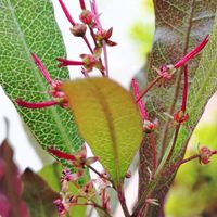 ドドナエア,ハウチワノキ,鉢植え,種から,花のある暮らしの画像
