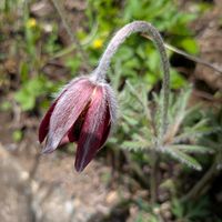 オキナグサの画像