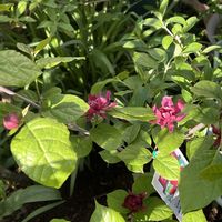 ロウバイ,カリカンサス　ハートレッジワイン,落葉低木,小さな庭の画像