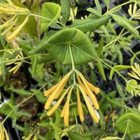 ツキヌキニンドウ,ツキヌキニンドウ（突抜忍冬）,庭の画像