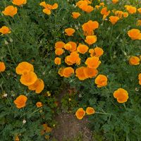 ハナビシソウの画像