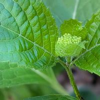 シラユキゲシ,チゴユリ,ツルニチニチソウ,シダ,山紫陽花の画像