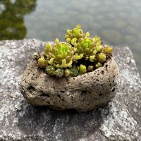 ツメレンゲ,多肉植物,お花は癒し,花が好き❤,☆携帯撮影☆の画像
